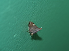 Cangetta hartoghialis