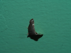 Cangetta hartoghialis