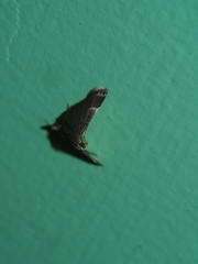 Cangetta hartoghialis