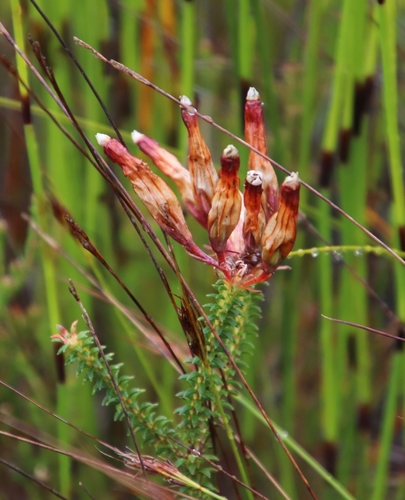 Image of Erica aristata by (c) Tony Rebelo, some rights reserved (CC BY-SA)