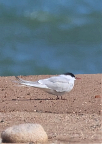 Charrán ártico (Sterna paradisaea)