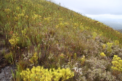 Erica cumuliflora