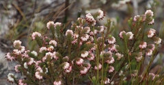 Erica cumuliflora