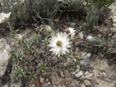 Achyranthemum recurvatum