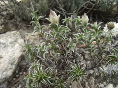 Achyranthemum recurvatum