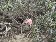 Achyranthemum recurvatum