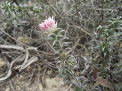Achyranthemum recurvatum
