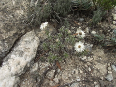 Achyranthemum recurvatum