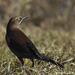 Rusty and Brewer's Blackbirds - Photo (c) leppyone, some rights reserved (CC BY)