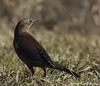 Rusty and Brewer's Blackbirds - Photo (c) leppyone, some rights reserved (CC BY)