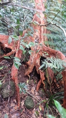 Syzygium papyraceum