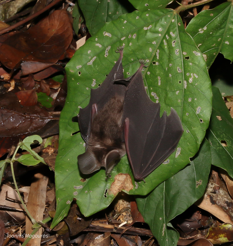 Andersen's Leaf-nosed Bat