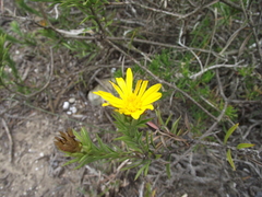 Oedera speciosa