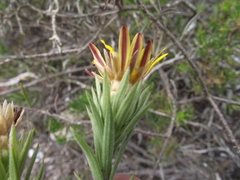 Oedera speciosa