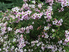 Leptospermum rotundifolium