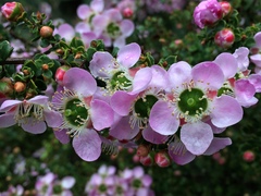 Leptospermum rotundifolium