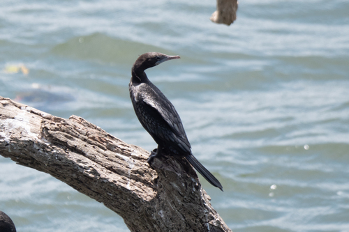Little Cormorant