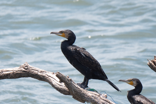Great Cormorant