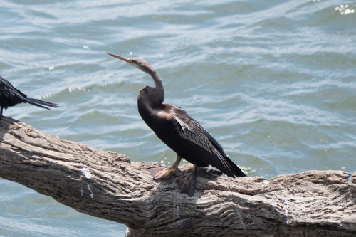 Oriental Darter