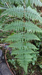 Dennstaedtia scandens