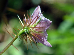 Solanum cinereum