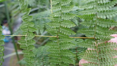 Dennstaedtia scandens