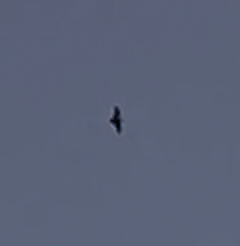 Aeorestes semotus observed 2025-08-19