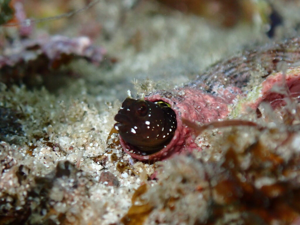 Spikefin Blenny