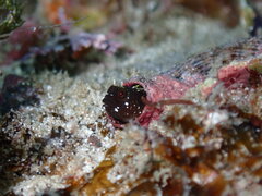 Spikefin Blenny photo 3