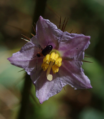 Solanum cinereum