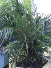 Arecaceae