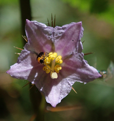 Solanum cinereum