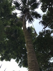 Arecaceae