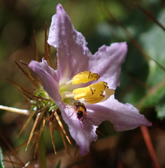 Solanum cinereum