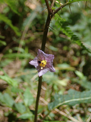 Solanum cinereum