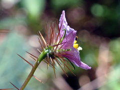 Solanum cinereum