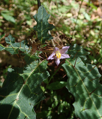 Solanum cinereum