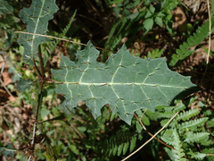 Solanum cinereum