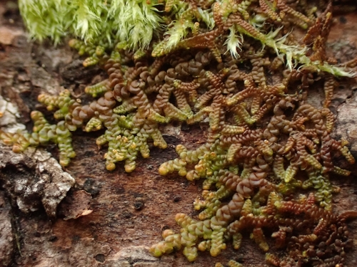 Hanging millipede liverwort
