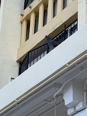 Columba livia domestica