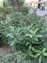 Jatropha integerrima