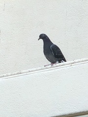 Columba livia
