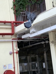 Columba livia domestica