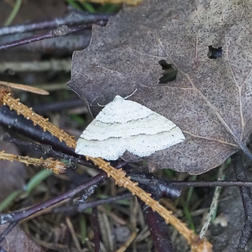 Perizoma parallelolineata