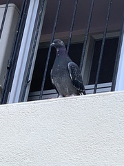 Columba livia domestica