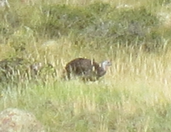 Meleagris gallopavo merriami