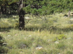 Meleagris gallopavo merriami