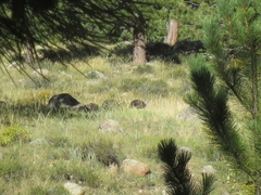 Meleagris gallopavo merriami