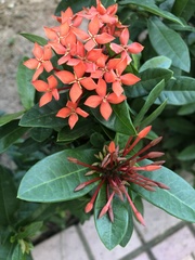 Ixora