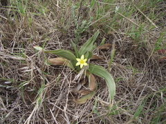 Hypoxis setosa